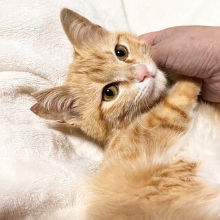 トライアル中につき募集停止。添い寝大好き茶トラ