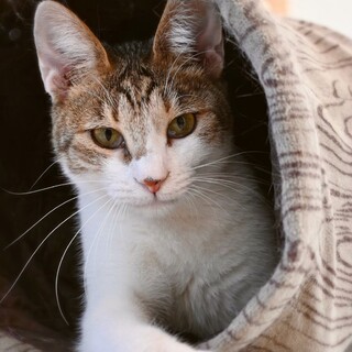 【保護猫】ハート模様の、シェルちゃん