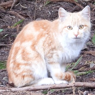 可愛らしい元気な男の子★3か月位★保護しました