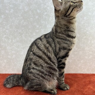 これはアイコンタクトかも⁉️視線を合わせる❤小あじ