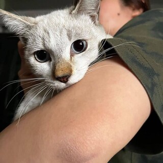 いちごちゃん里親様と調整中