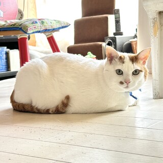 お目目ぱっちり✨スリスリ大好きハンサムボーイです♪