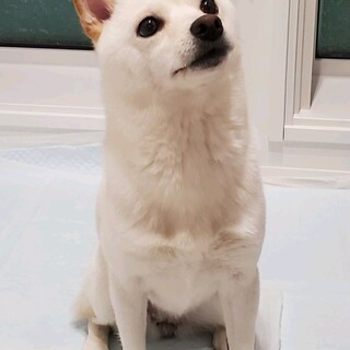 里親決定しました