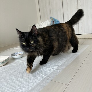 ダリア：寝てるとき以外甘えんぼ♪