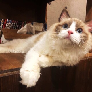 ラグドール女の子