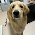 【止めます】ゴールデンレトリバー【♂】