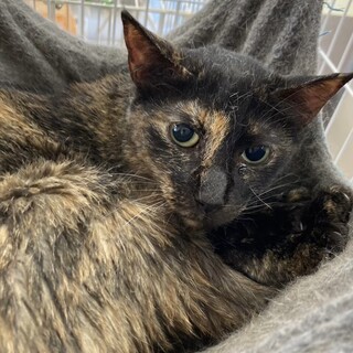 【保護猫】おっとりさび猫の雨音(あまね)ちゃん