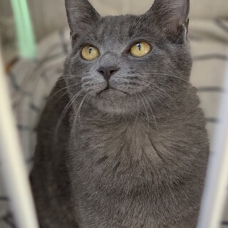 推定2023年8月生  グレー♂熱波くん♡