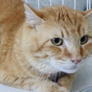 腎臓病の治療が必要です！もんじゃくん（仮名）