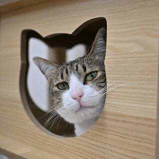 チロ：控えめだけど風格たっぷり！