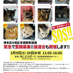 多頭崩壊緊急譲渡会