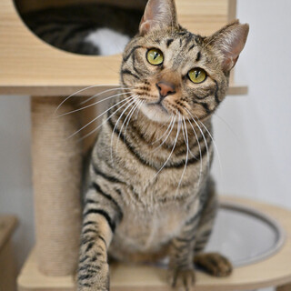 フク：パッチリ目のハンサムな男の子