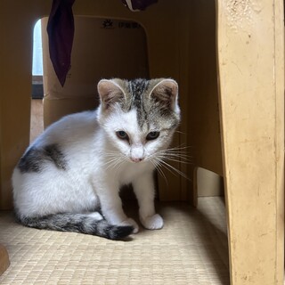 キジ白くん!兄弟(他サイトにて里親さん決定)