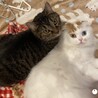 愛猫2匹大切に可愛がって頂ける方を探しております サムネイル2