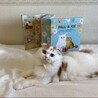 愛猫2匹大切に可愛がって頂ける方を探しております サムネイル3