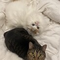 愛猫2匹大切に可愛がって頂ける方を探しております
