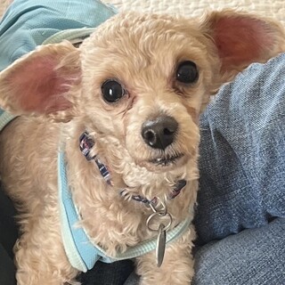 まったり大好き♡甘えん坊の小さなトイプの男の子