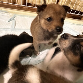 【里親様決定】クク♂の幸せが見つかりました♡