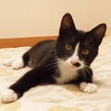お膝に乗るのが大好き！アクティブな子猫【いち】