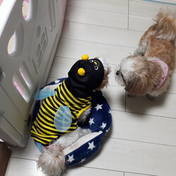 そろそろワンコも春服かな？？