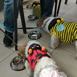 「そろそろワンコも春服かな？？」サムネイル2