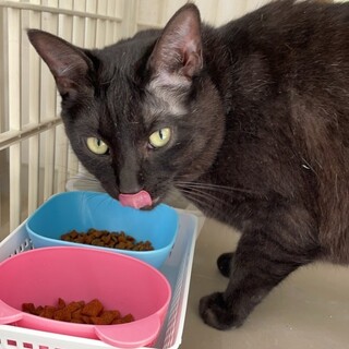 3/17さいたま市岩槻区譲渡会参加 タケル君