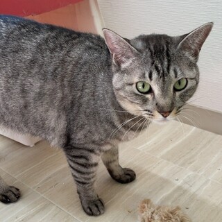 3/17さいたま市岩槻区譲渡会参加 レミちゃん