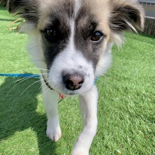 いちご【里親決定】