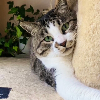 【愛嬌たっぷり！まん丸コロコロキジ白！】再募集です