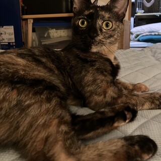 3/24荒川区荒川公園譲渡会参加はんちゃん