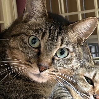 3歳1ヶ月　キジ猫　キリっとイケメン　リク君