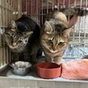 4歳2ヶ月　茶キジ猫　ふくふく美人　ミクちゃん サムネイル2