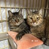 4歳2ヶ月　茶キジ猫　ふくふく美人　ミクちゃん サムネイル7