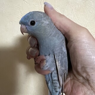 サザナミインコ一歳里親募集