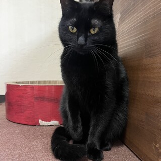 黒猫　女の子　2歳
