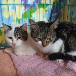 つくば猫の里親会 サムネイル2