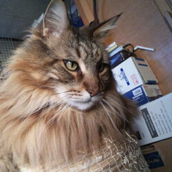 「ベルクさん、うちの子記念日忘れられる(笑)」サムネイル3