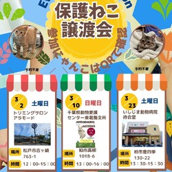 柏市豊四季♡保護猫譲渡会♡にゃん2