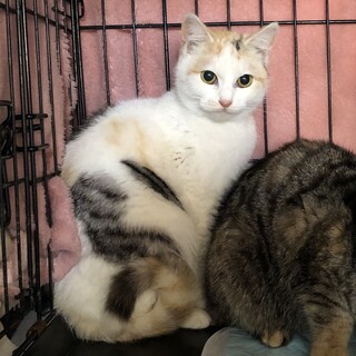 8-4 白ミケくねくねスリゴロちゃん　FIP治療