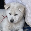 紀州犬　ショータイプの女の子