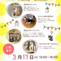 秘密結社ねこのひげ♡保護猫譲渡会