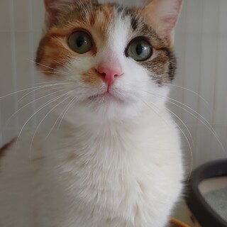 とっても可愛いお顔の三毛」千葉県 - 猫の里親募集(485113