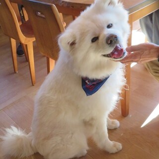 ジャイアントポメラニアンの秋田犬♡エマちゃん