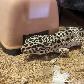 ヒョウモントカゲモドキ　男の子