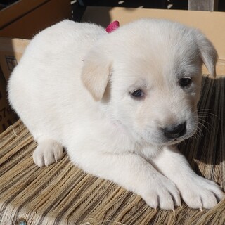 可愛らしい元気な女の子★1か月★保護犬★紫リボン