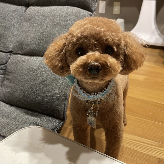 ショコラの飼い主のカバー写真