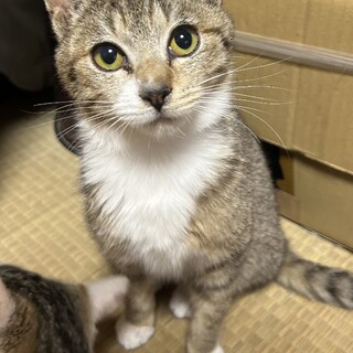 他サイトにて2024年3月に里親さん決定