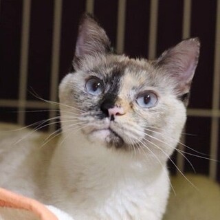シャム系★あかねちゃん 里親募集中