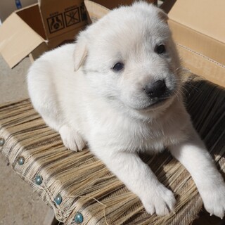 可愛らしい元気な男の子★1か月★保護犬★緑リボン