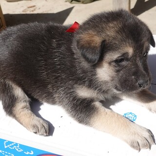 可愛らしい元気な女の子★1か月★保護犬★赤リボン